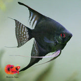 Black Marble Angel Fish size 3.5”